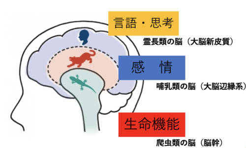 脳の発達を理解しないとお子様の成長は最大化しない トピックス 児童発達支援 放課後等デイサービス あていんぷらすわん 茨城県笠間市